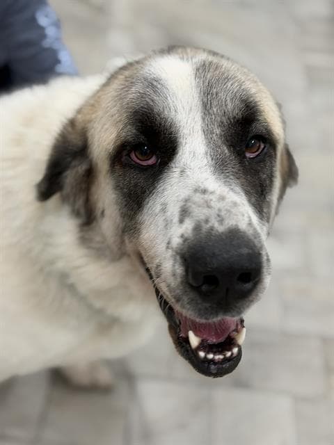 Lulu