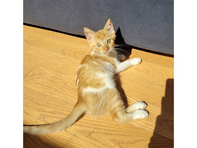 Elsie