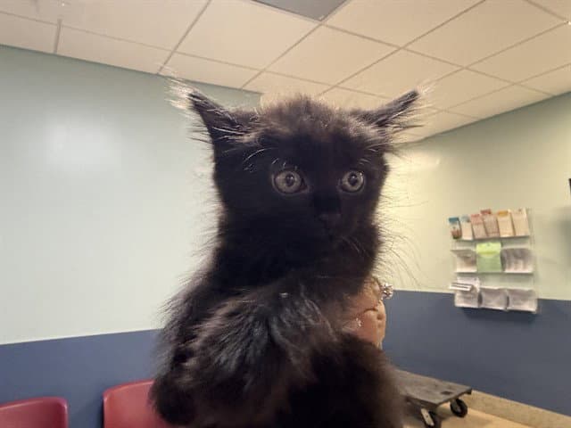 Kit Kat