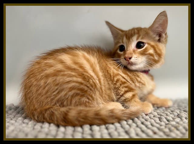 Florence Tator Tot