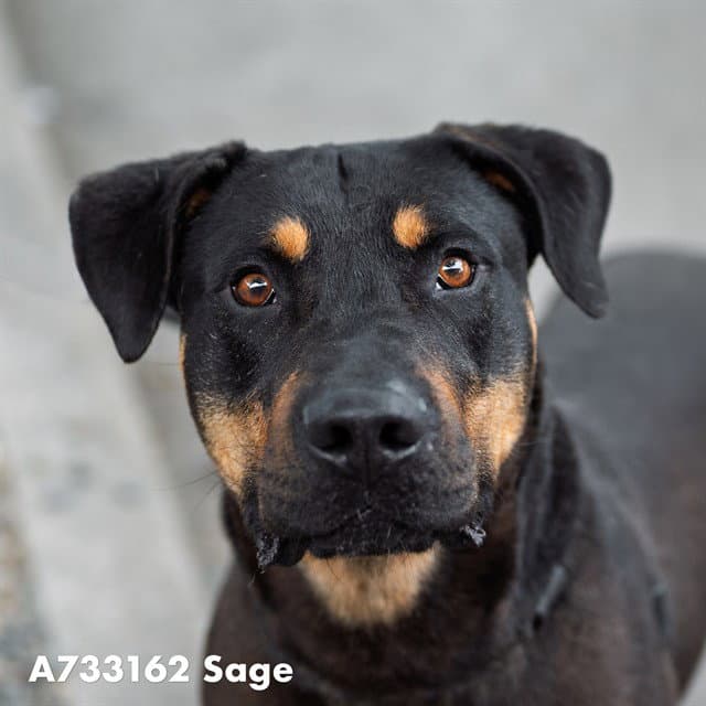 Sage