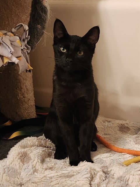 Cinder
