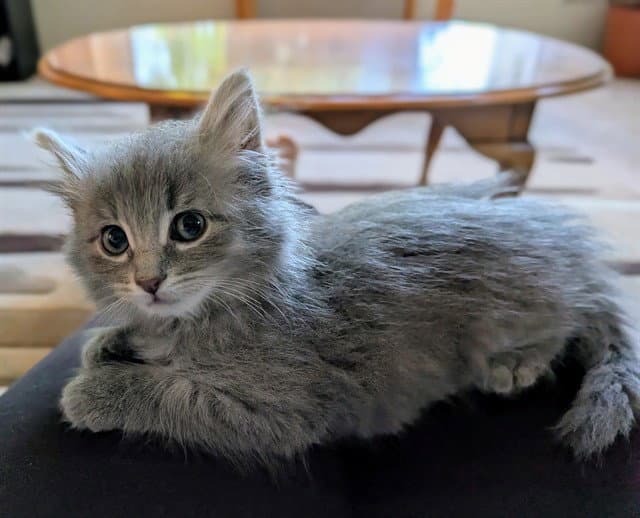 Pippa