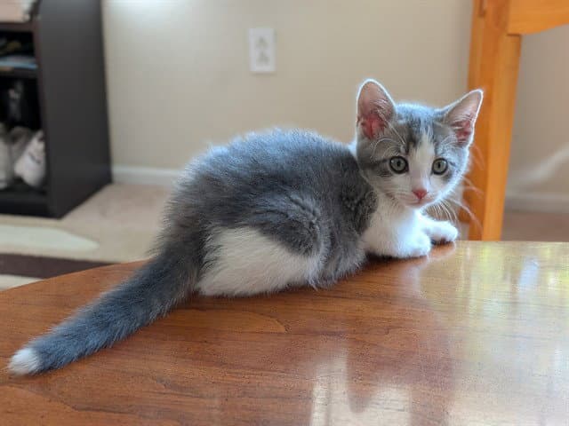 Pebbles