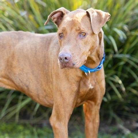 Milo