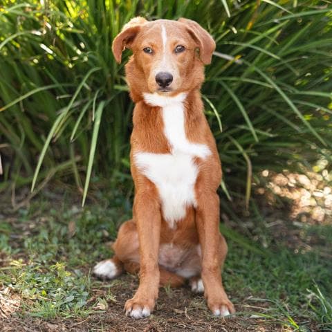 Canela