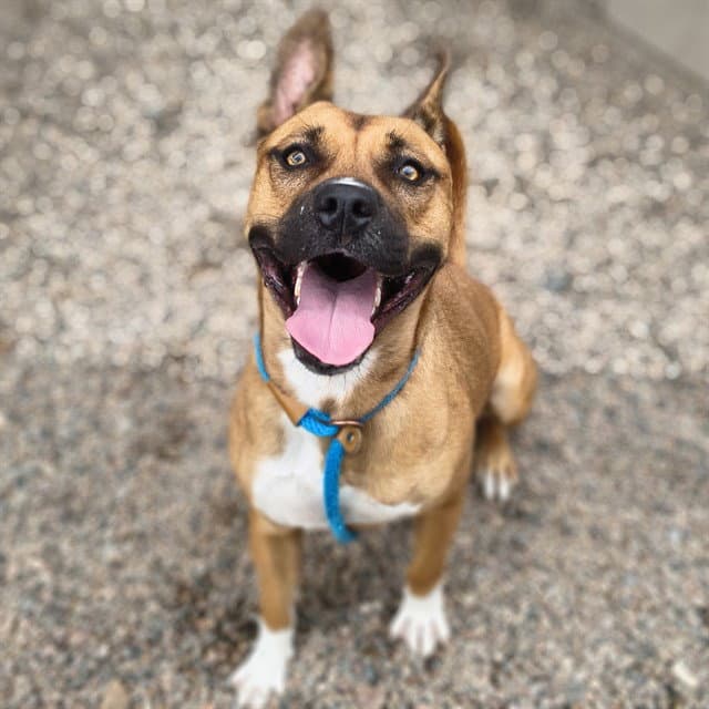 Poppy