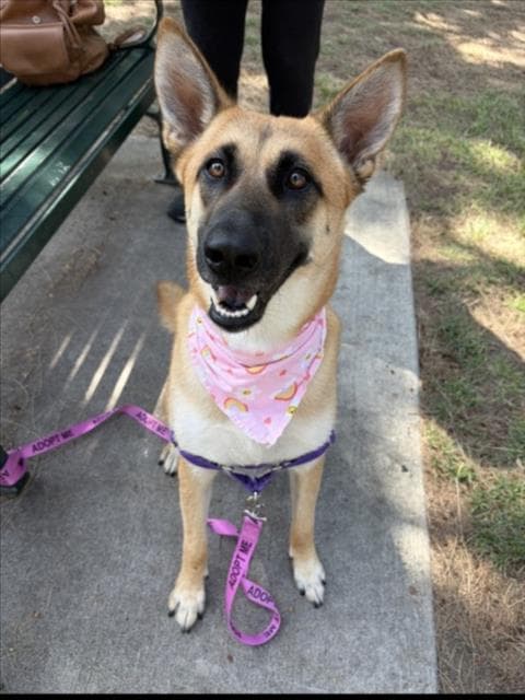 Nala