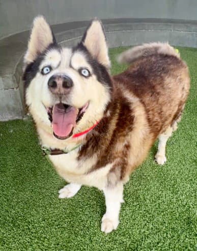 Max