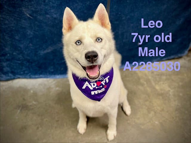 Leo