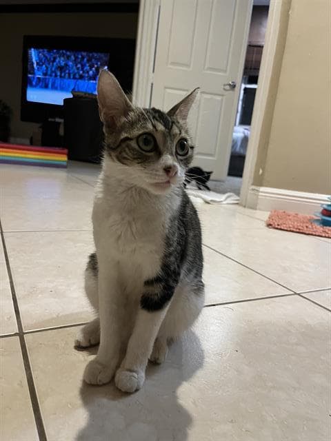 Cici