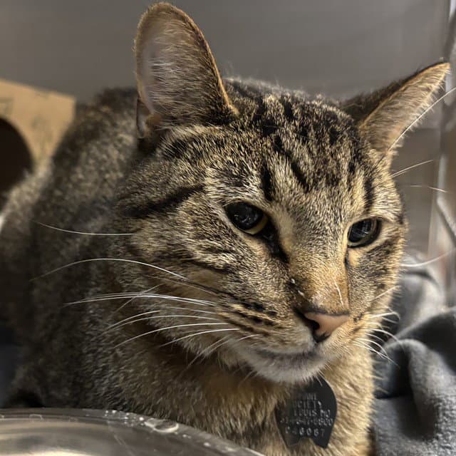 Bunny Hop