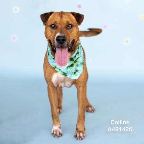 Collins