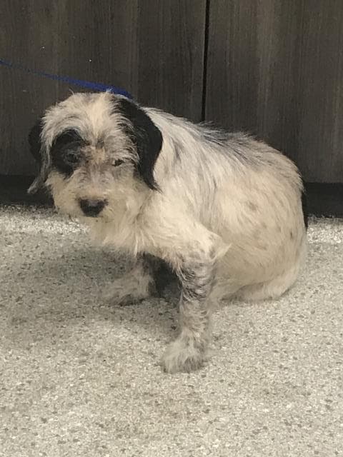 Dot