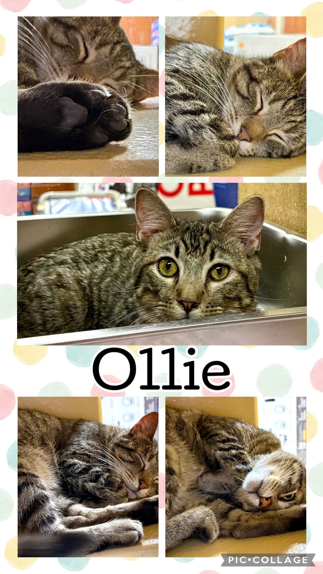 Ollie