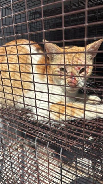 A662560