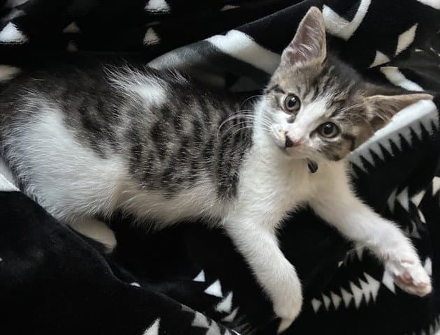 Butters