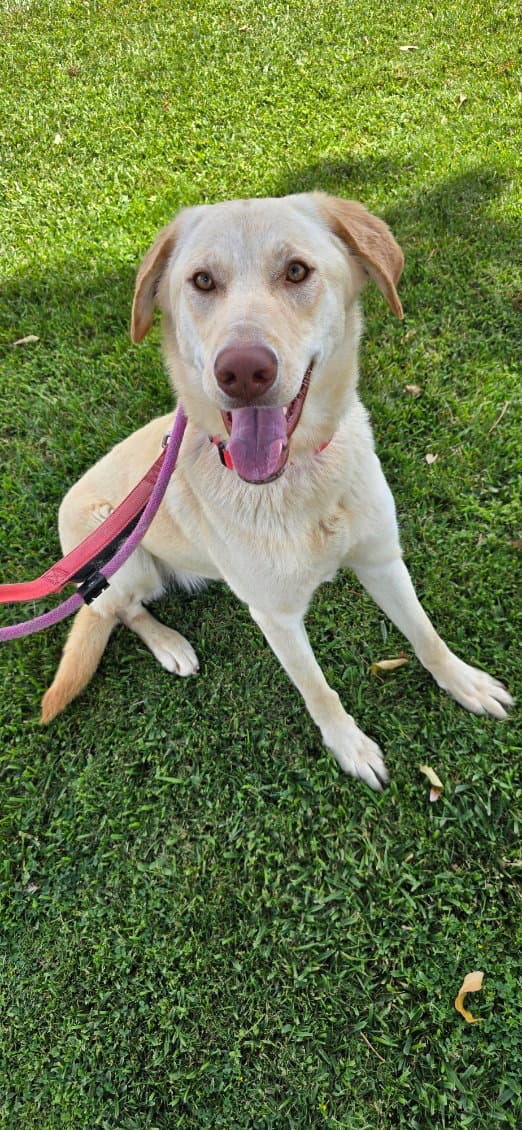 Bella Lab