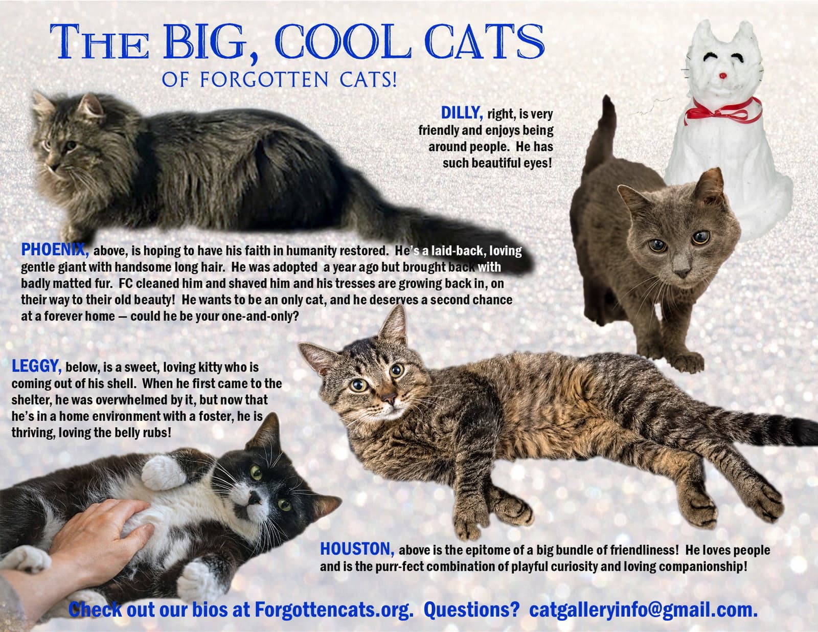 Big Cats: 11+ pounds, Part 3