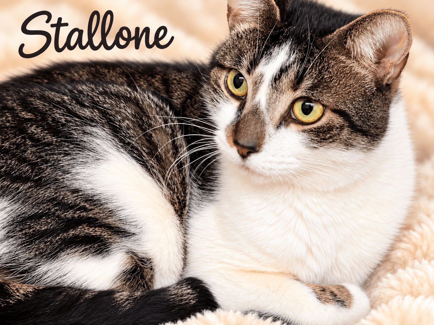 Stallone (FCID #03/27/2026 - 102) Willow Grove