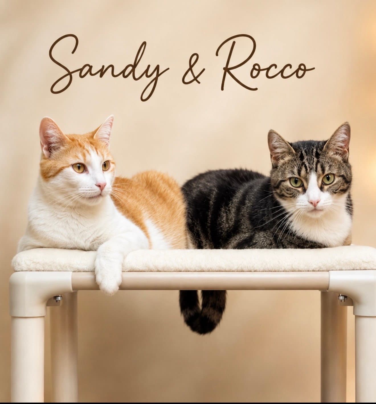 Sandy w/Rocco (FCID 08/15/25-112, Willow Grove PA)