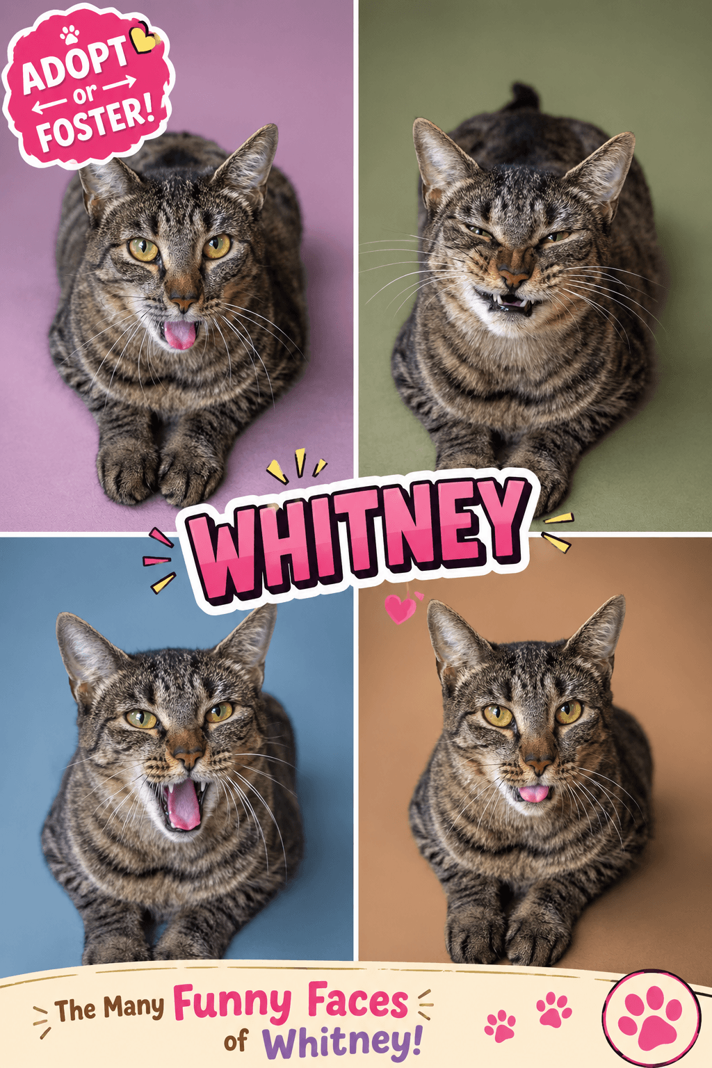 Whitney (FCID# 05/28/2026 - 53 Brandywine PS)