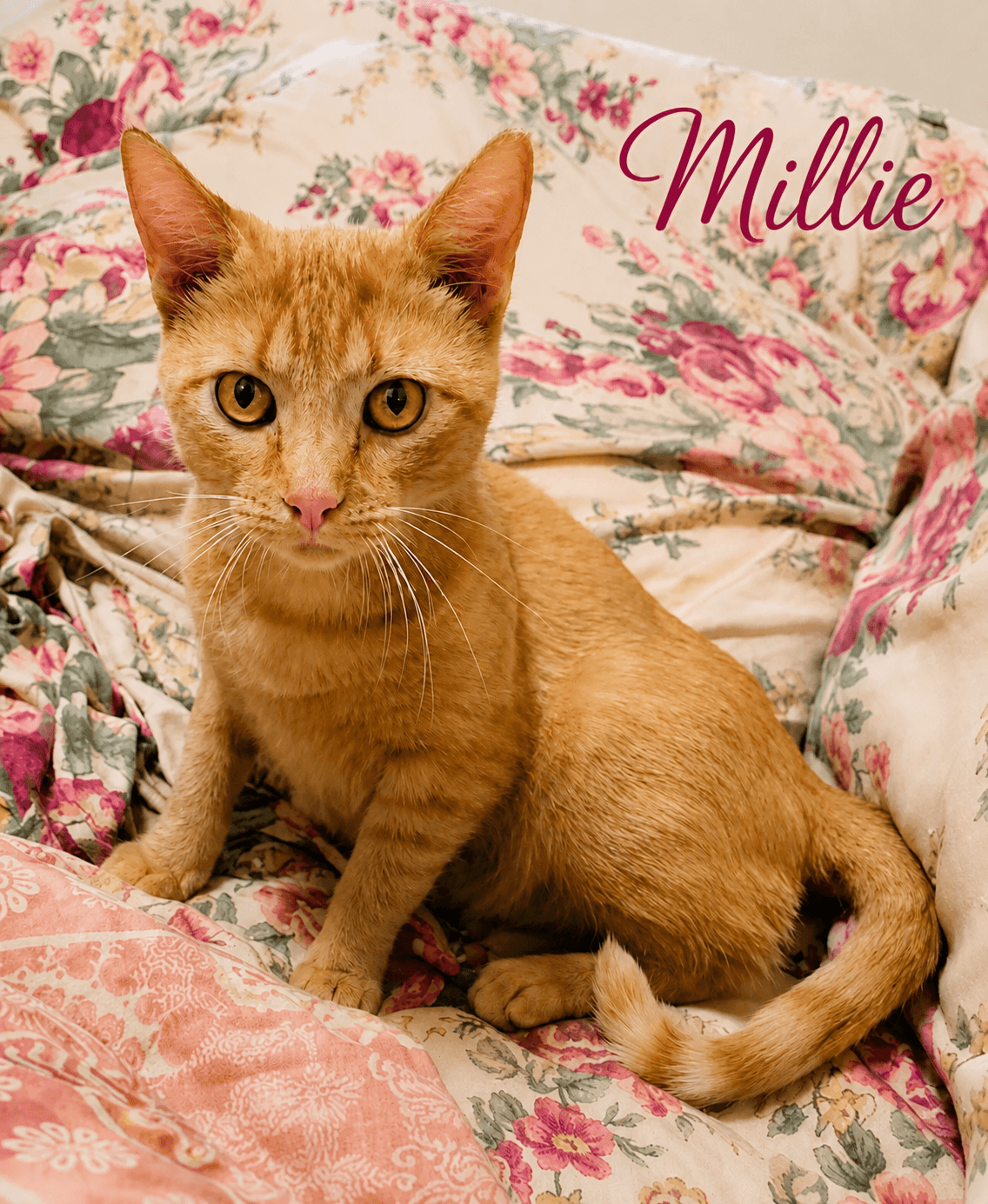 Millie (FCID# 04/08/2026 - 23 Millsboro PS)