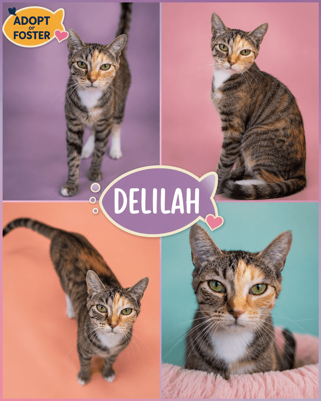 Delilah (FCID# 06/08/2026 - 83 Trainer)