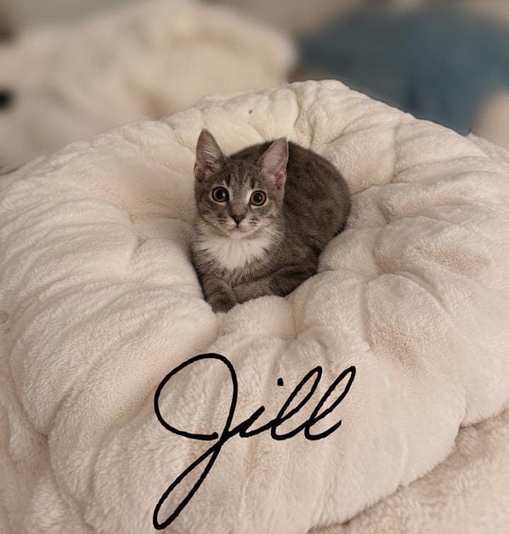 Jill, Willow Grove Area, (FCID 06/24/2026-132)