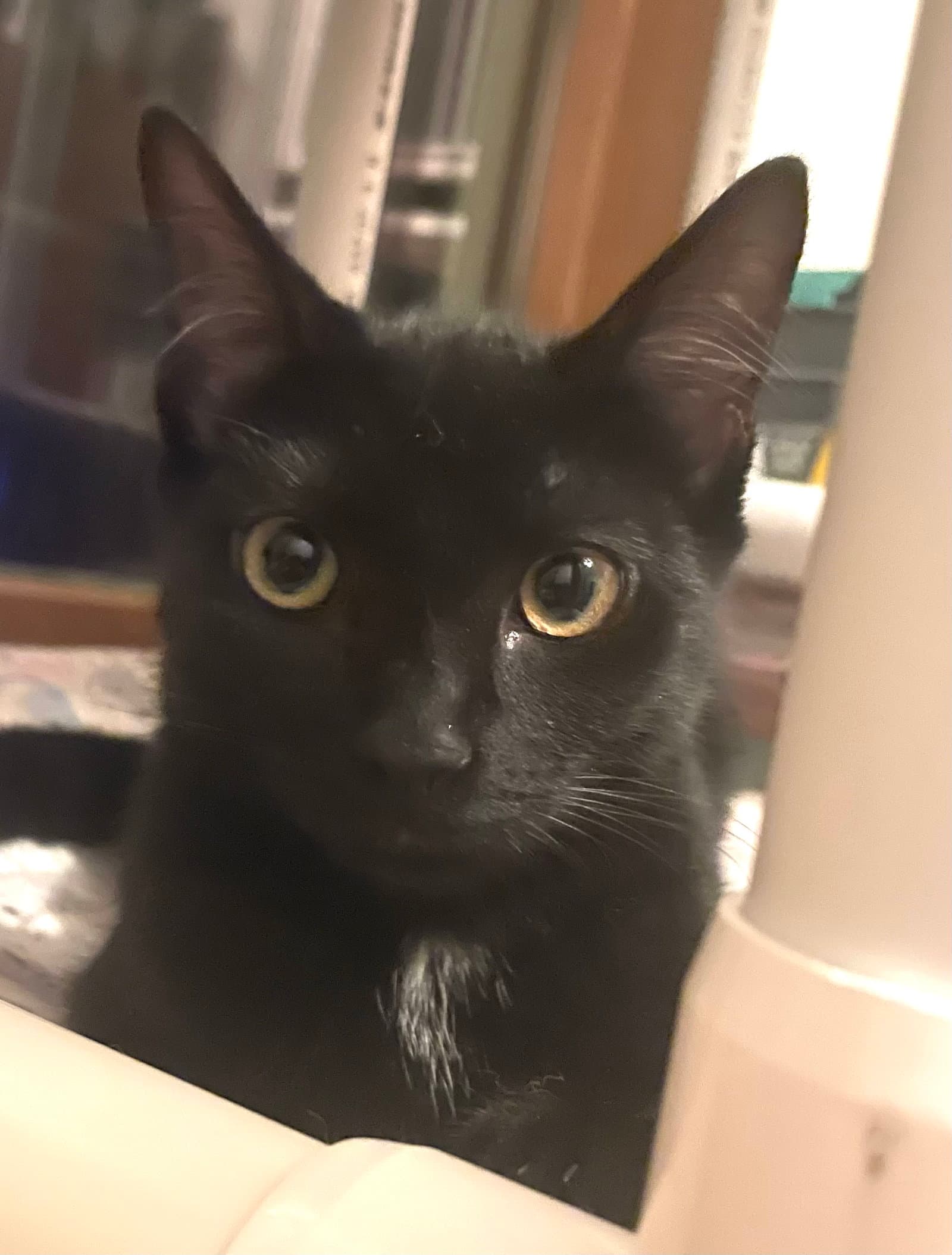 Rosalina, Willow Grove Area, (7/15/26-139)