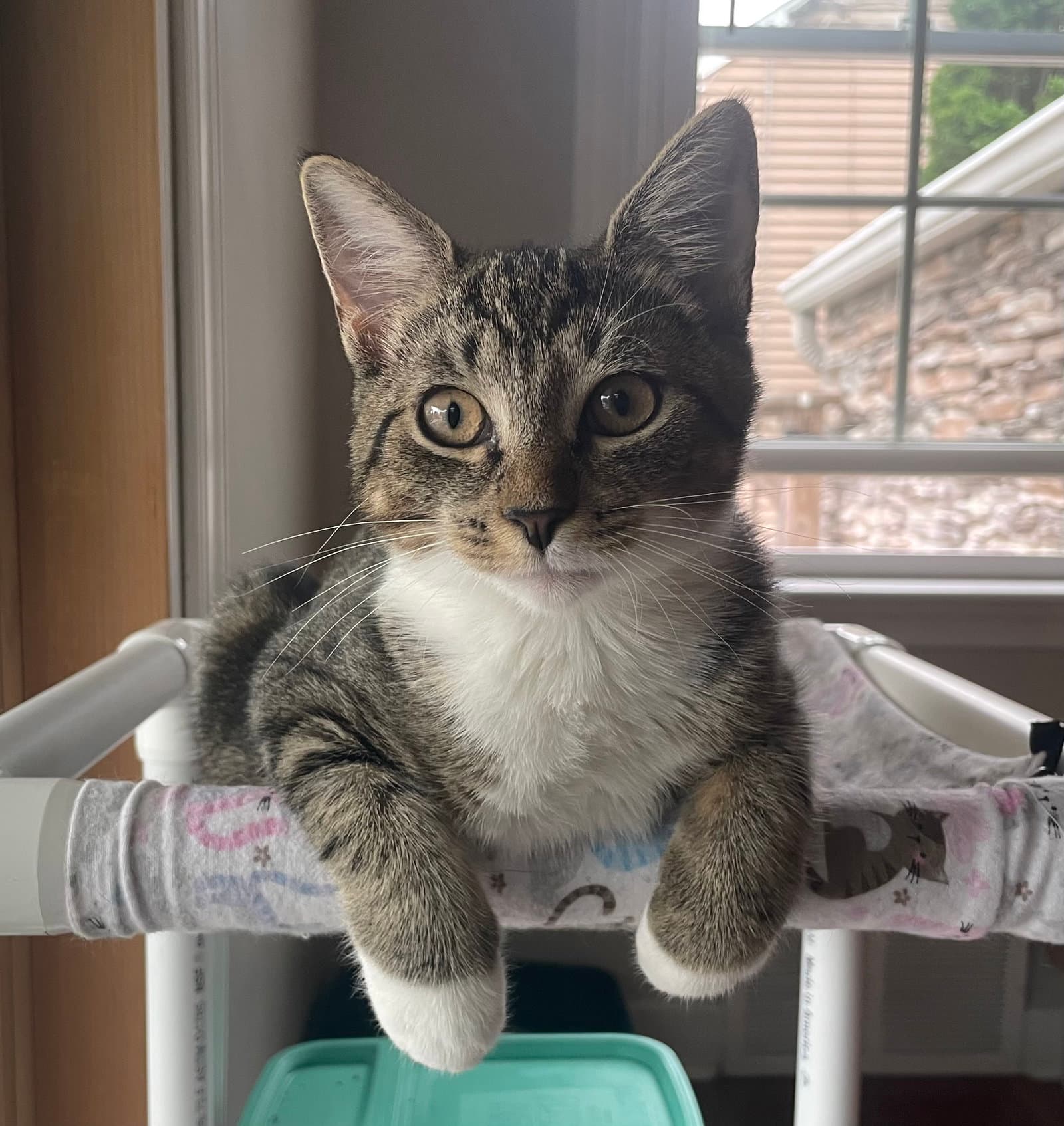 Peaches, Willow Grove Area, (FCID 7/15/2026-140)
