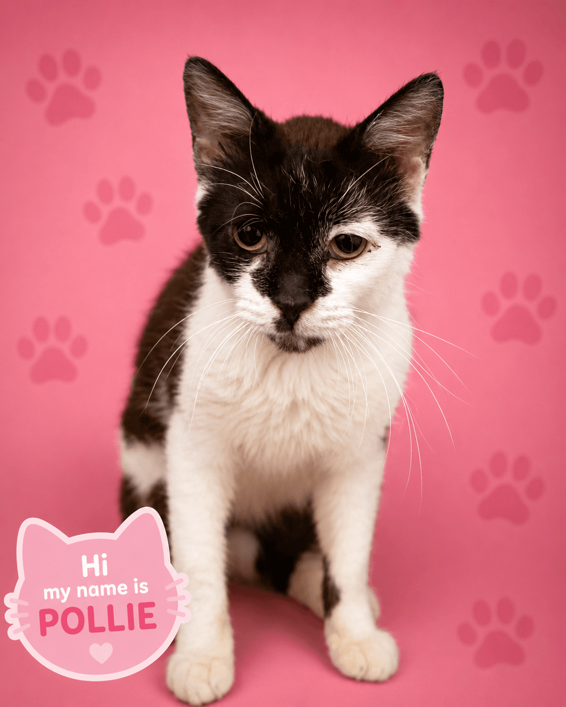 Pollie (FCID# 07/06/2026 - 17 Trainer)