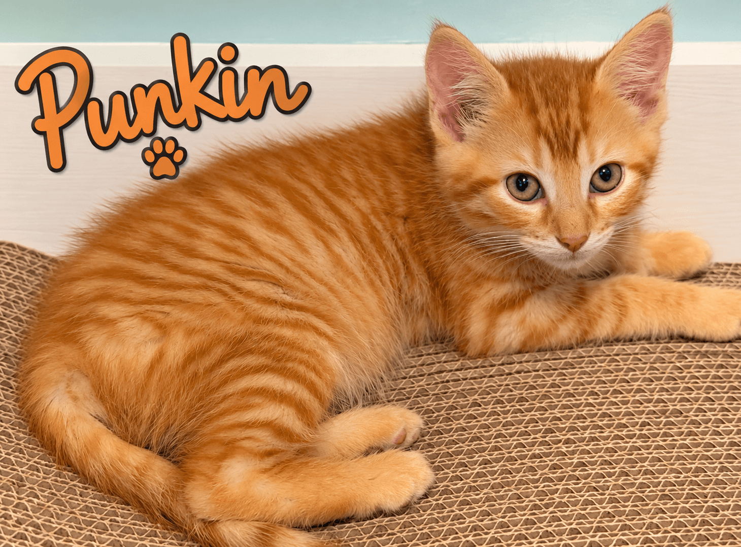 Punkin, Willow Grove PS (FCID 07/17/2026-159)