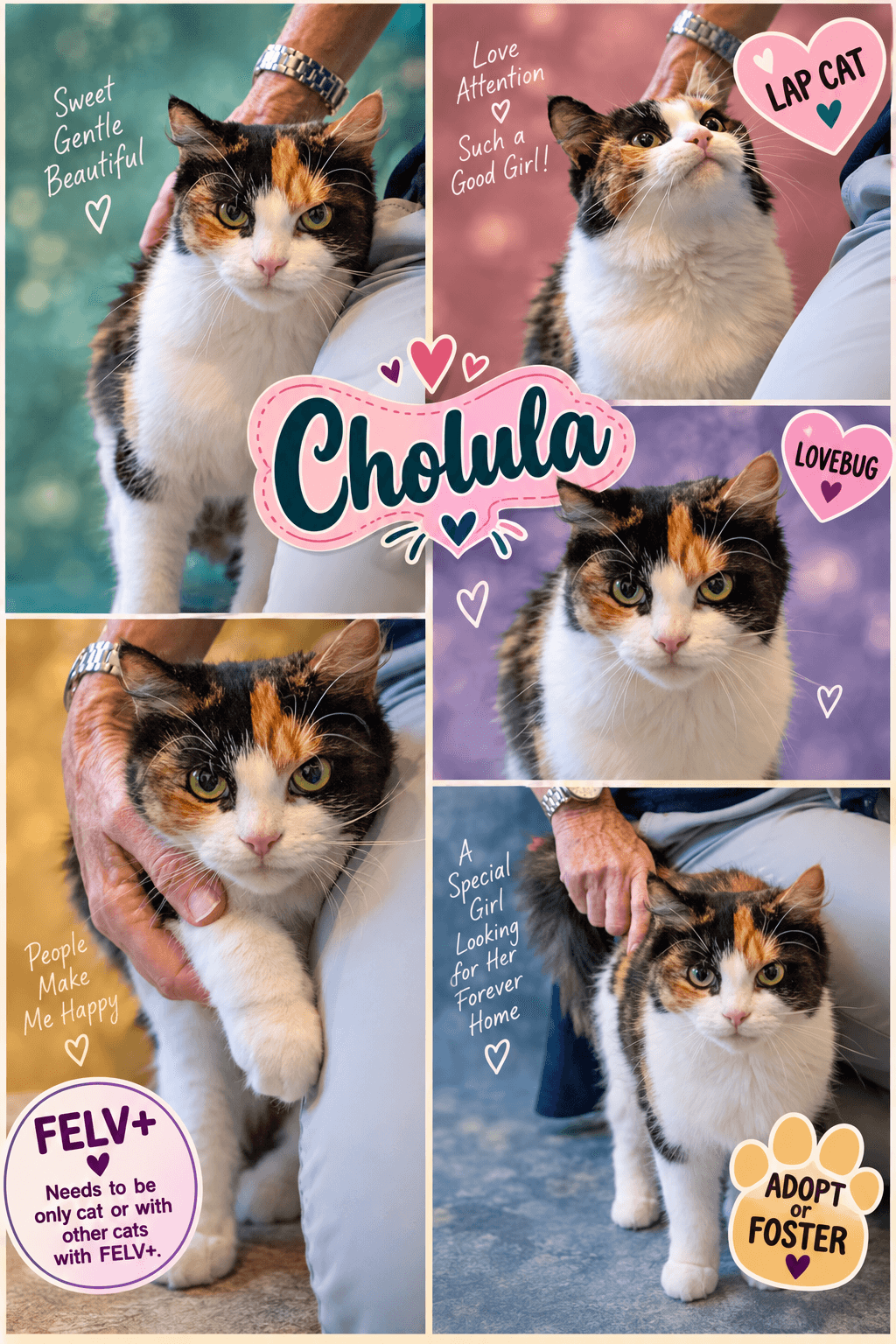 Cholula: FeLV+ (5/12/26-4 Trainer)