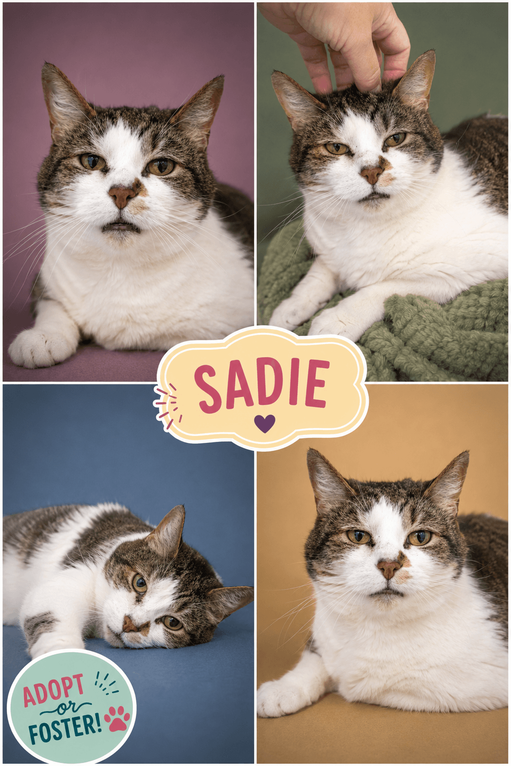 Sadie (FCID# 02/20/2017 - 26 Trainer)