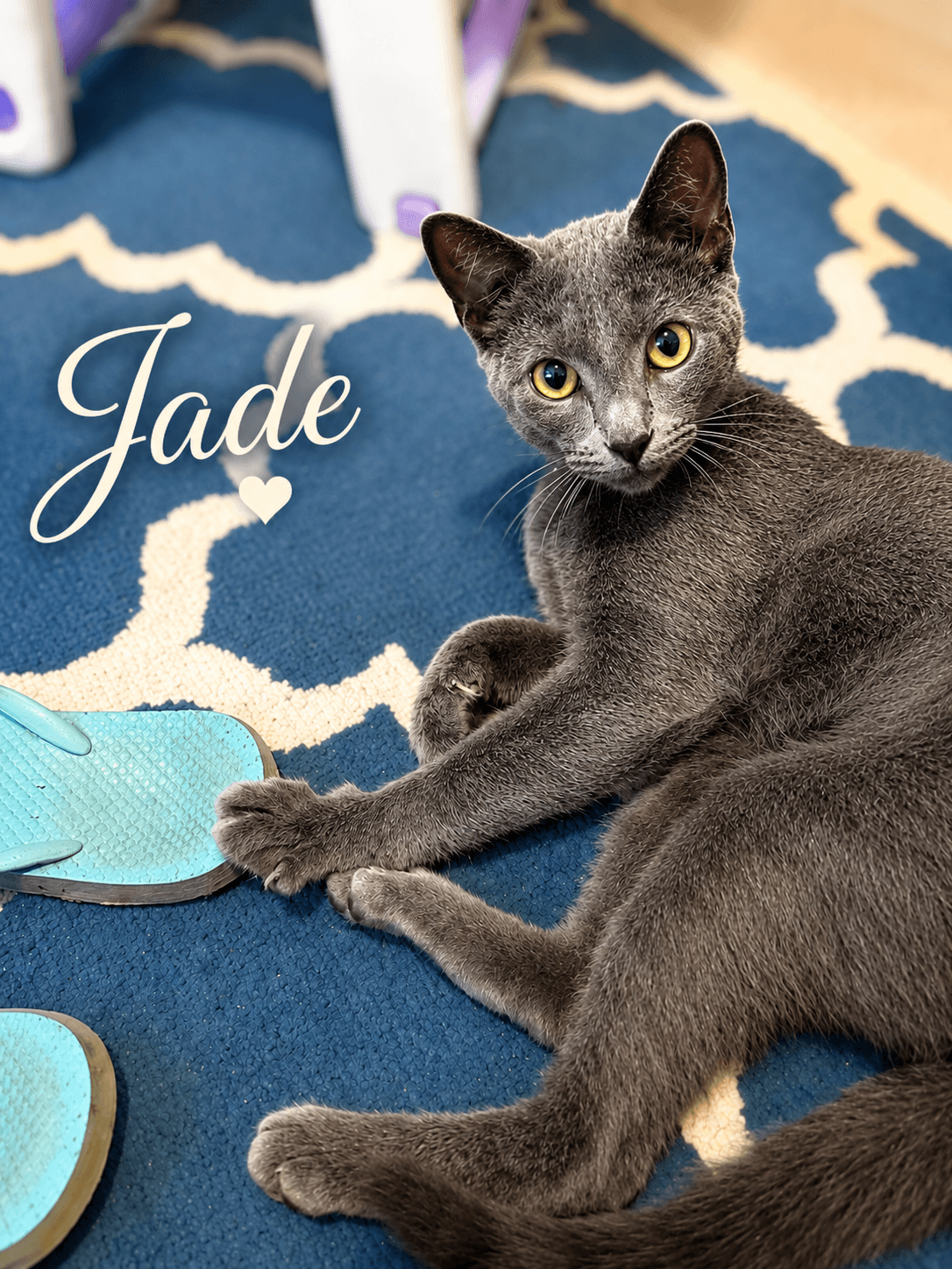 Jade, Willow Grove Area, (FCID 07/24/2026-120)