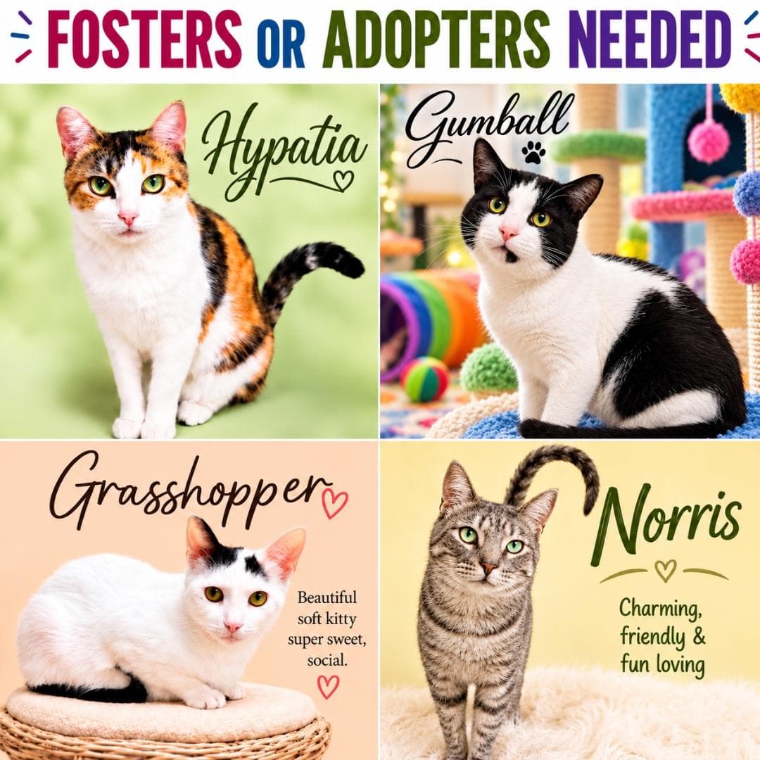 Fosters Requested for Male and Female Adult Cats
