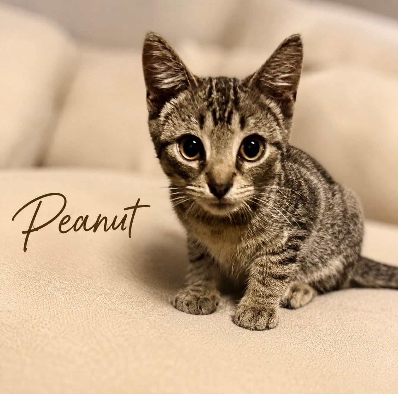 Peanut (FCID# 07/17|2026-171)