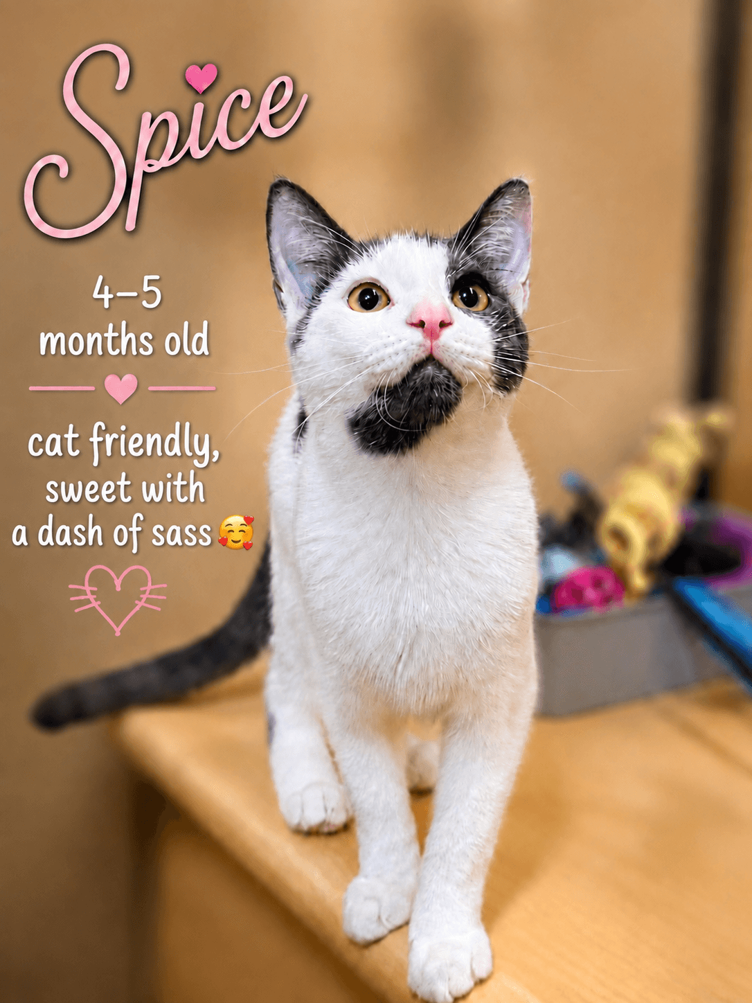 Spice, Jenkintown PS, (FCID 7/15/2026-137)