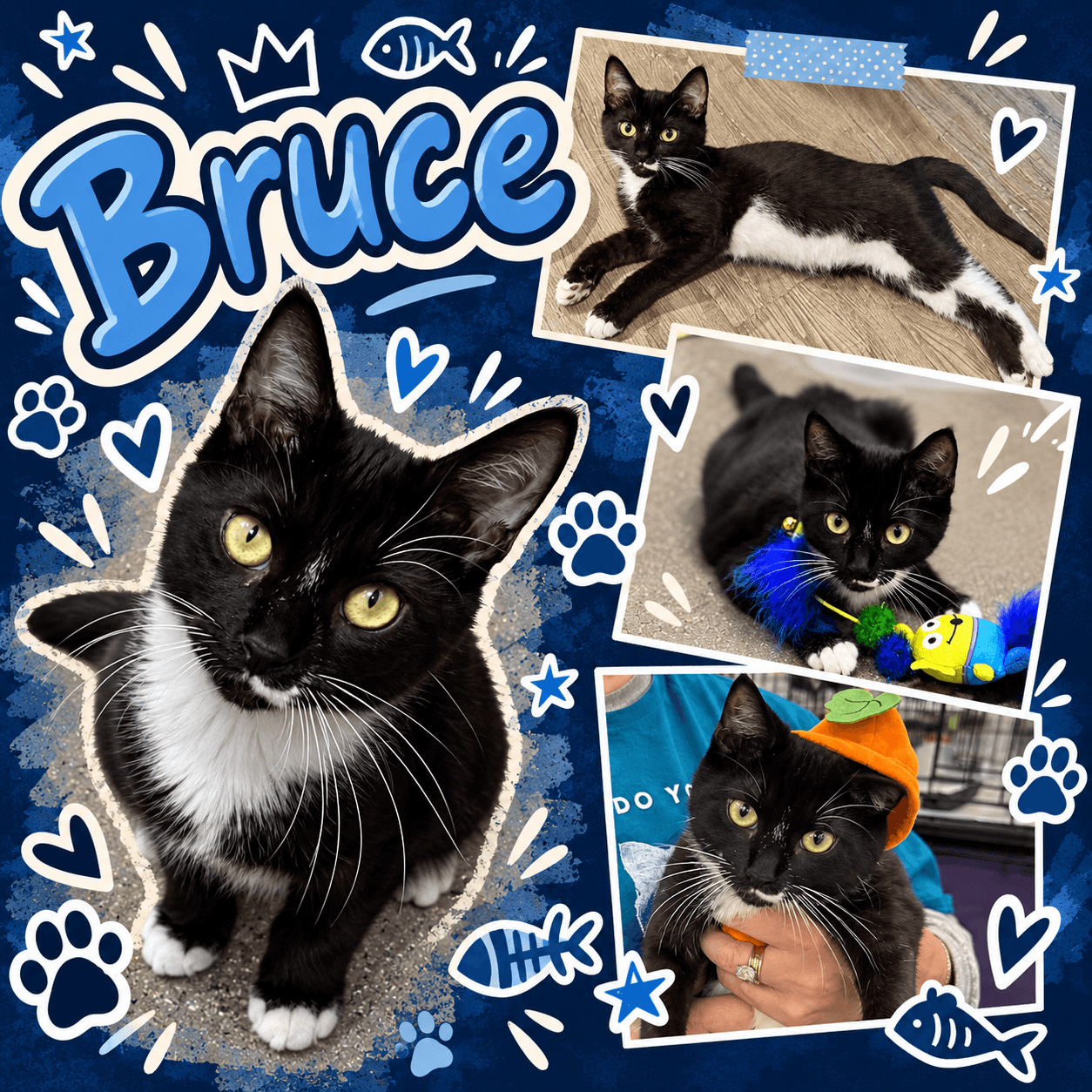 Bruce (FCID# 06/09/2026 - 39 Middletown PS) DC