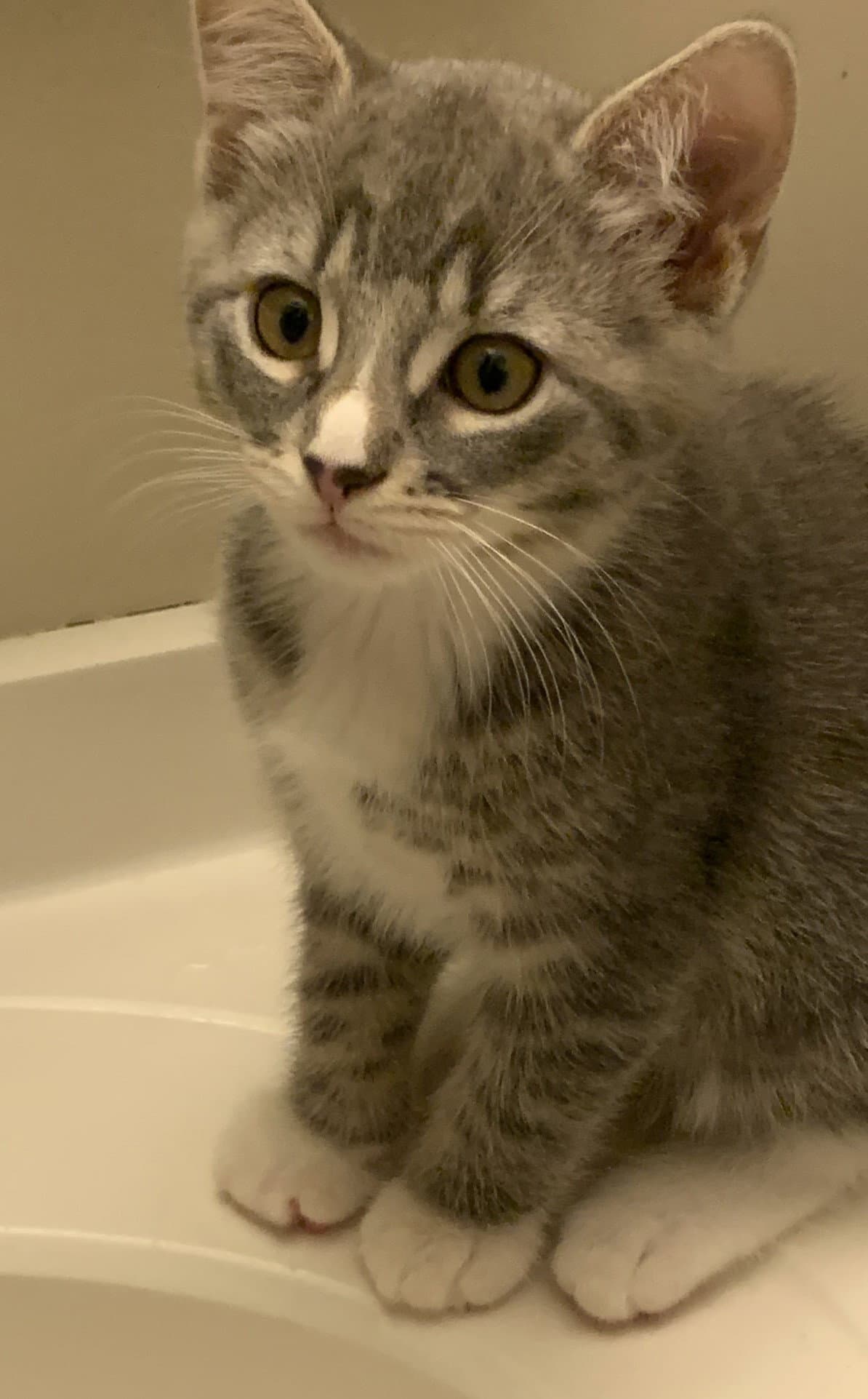 Opal, Willow Grove Area, (FCID 09/22/2026-131)