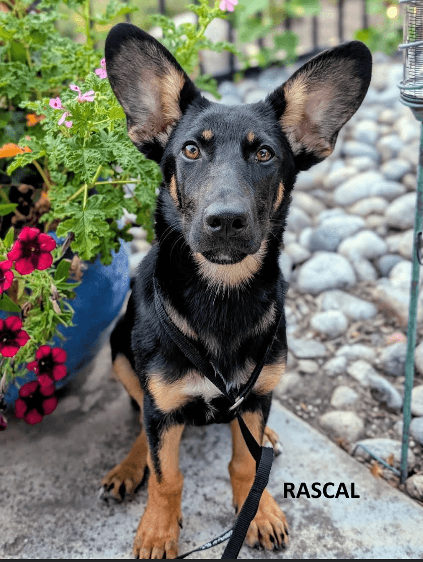 Rascal