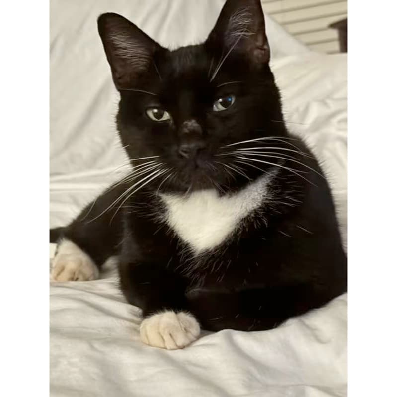 Oreo