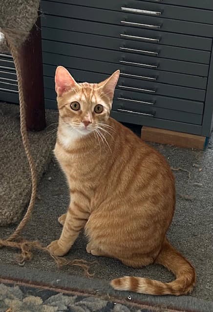 Stripey