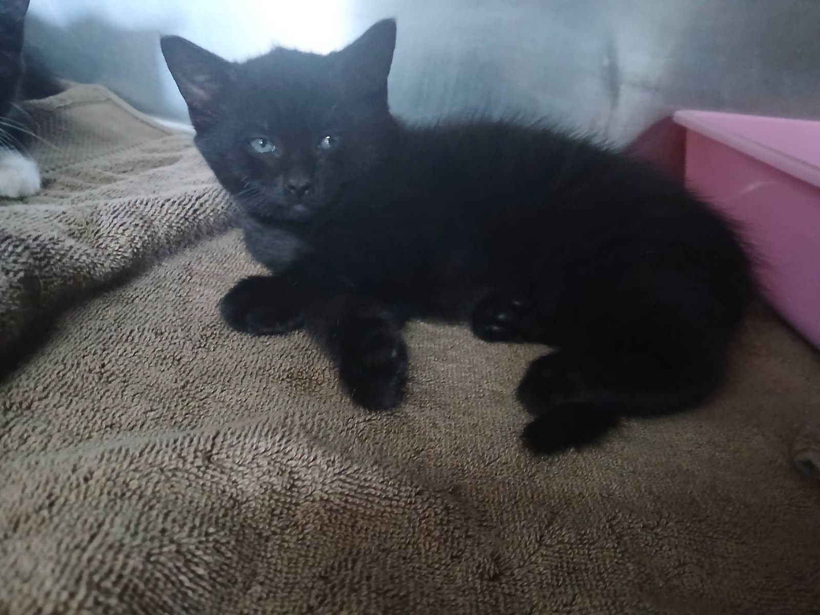 Female Kittens-Black/white!