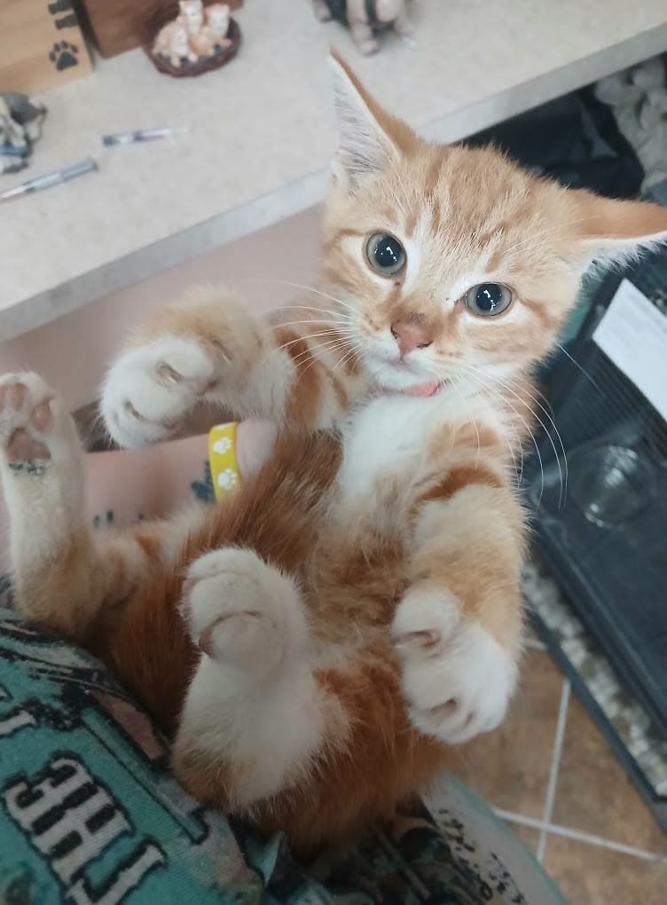 More Kittens!