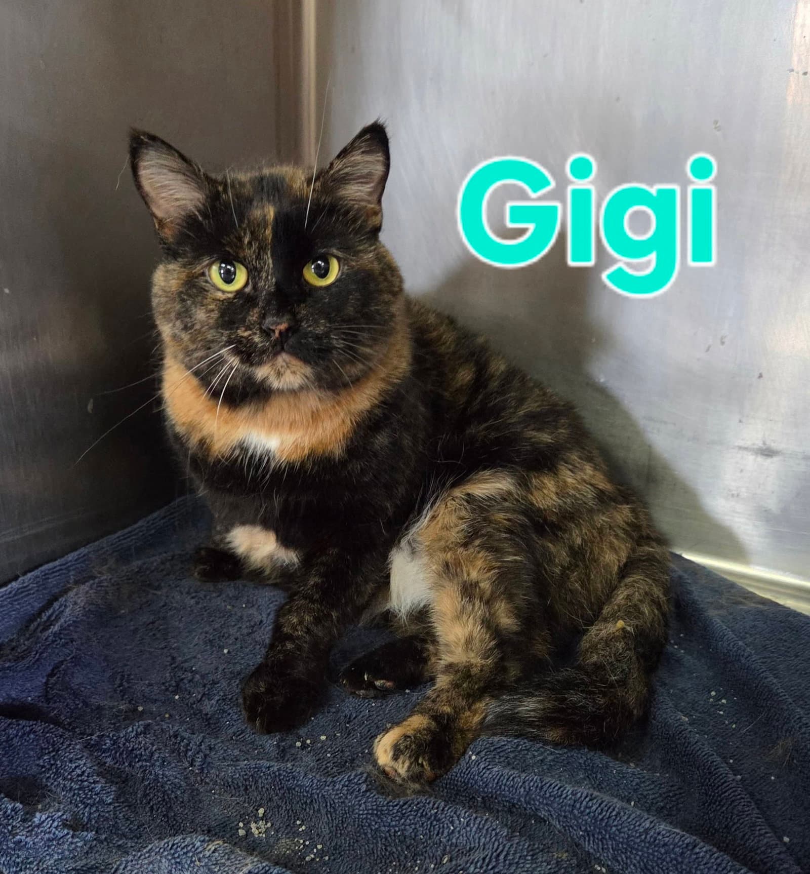 Gigi