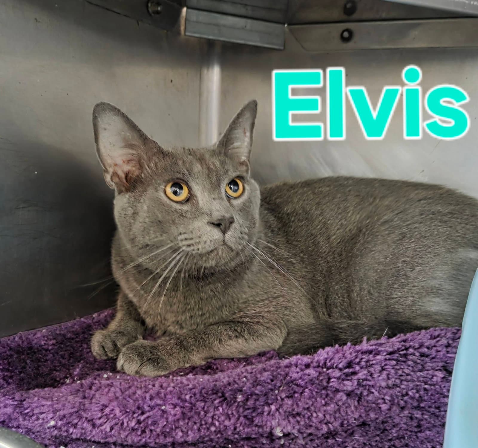 Elvis