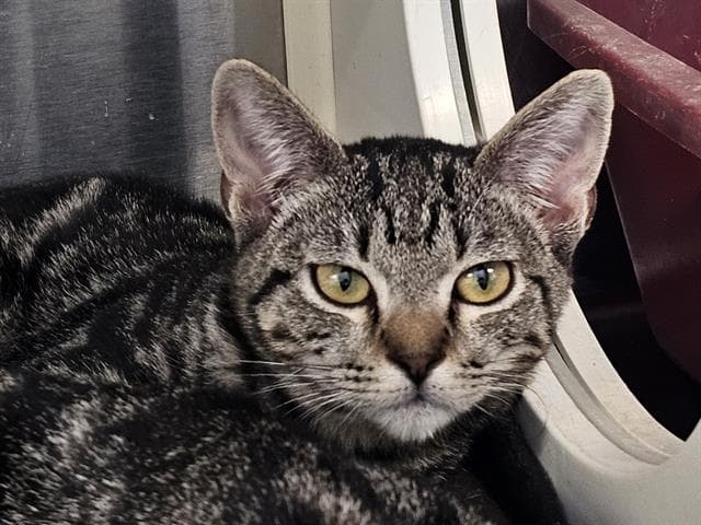 Tabby