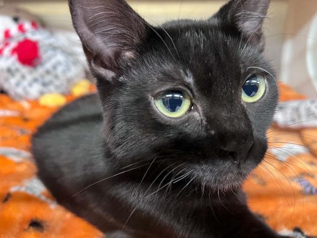 Suzie Q